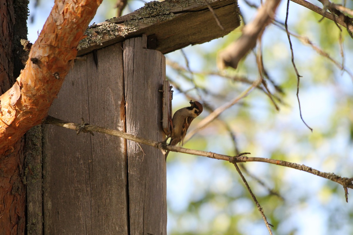 Eurasian Tree Sparrow - ML620817013