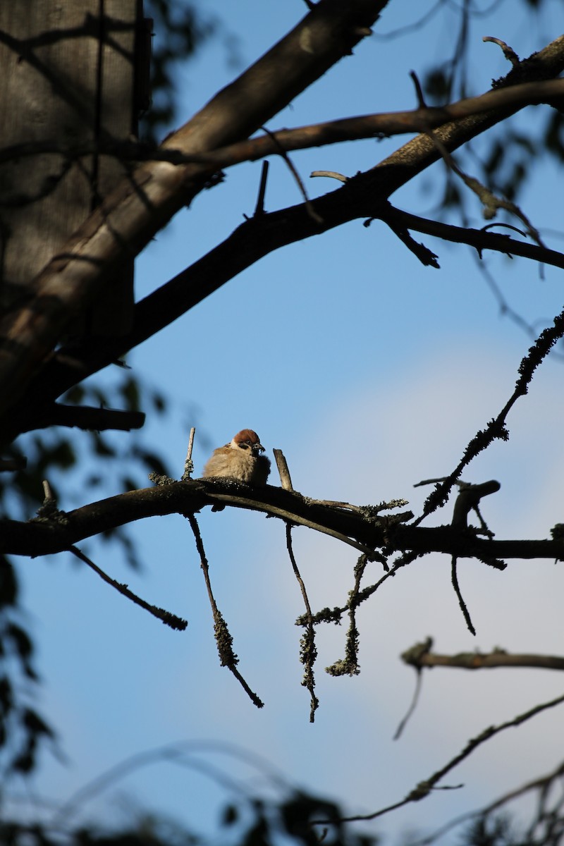 Eurasian Tree Sparrow - ML620817015