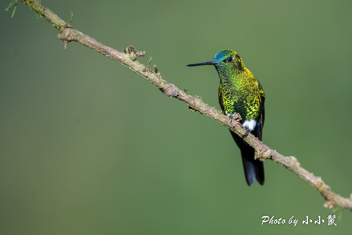 Sapphire-vented Puffleg (Sapphire-vented) - ML620817018