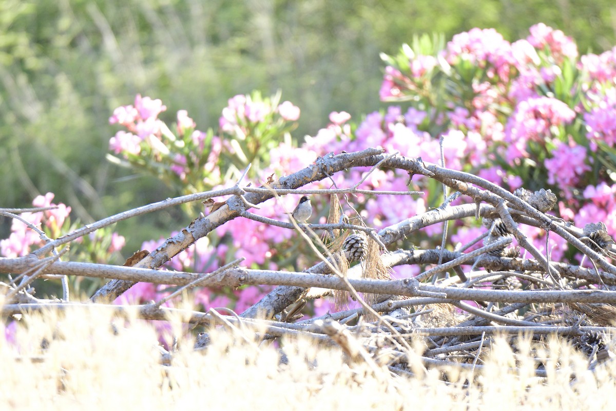 Sardinian Warbler - ML620817019