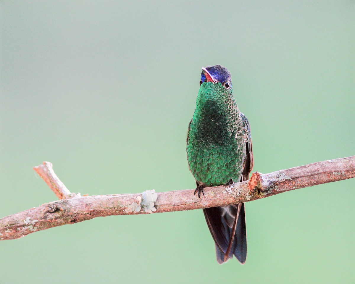 kolibřík indigovohlavý - ML620817020