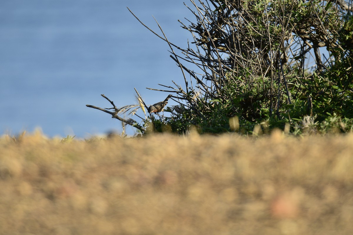 Eastern Subalpine Warbler - ML620817021