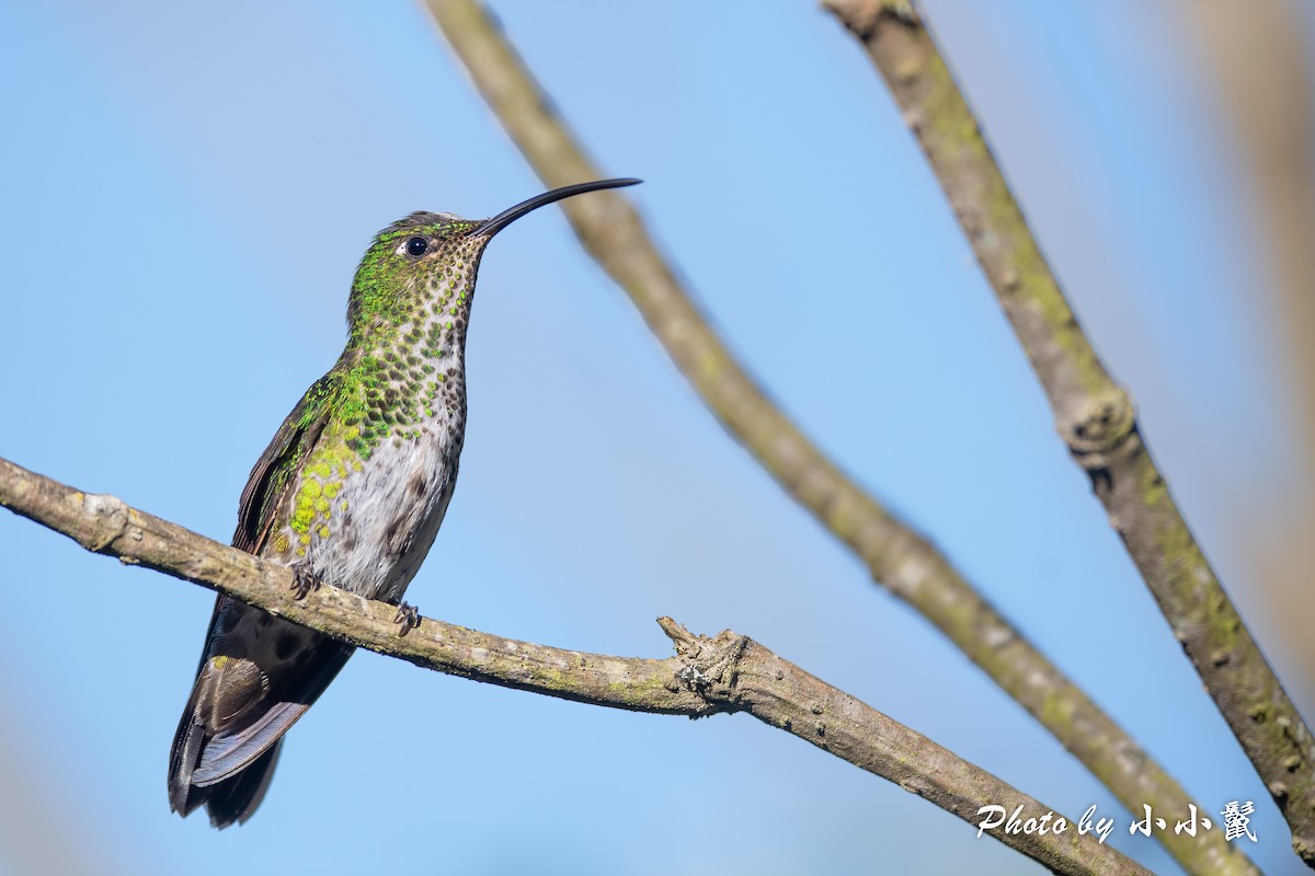 kolibřík aksamitový - ML620817022