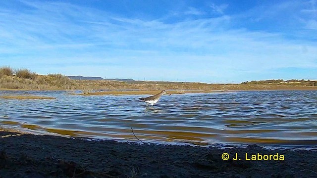 Green Sandpiper - ML620817023