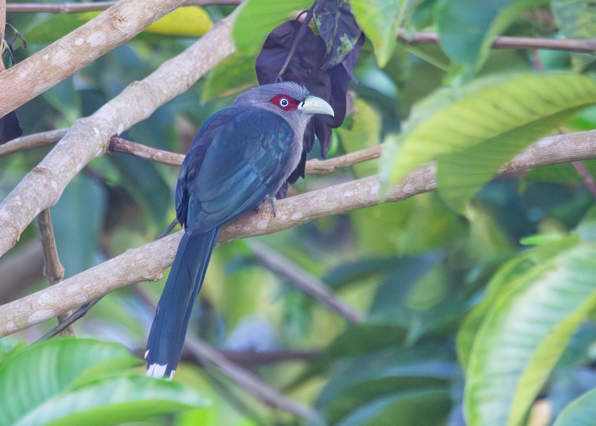 Black-bellied Malkoha - ML620817027