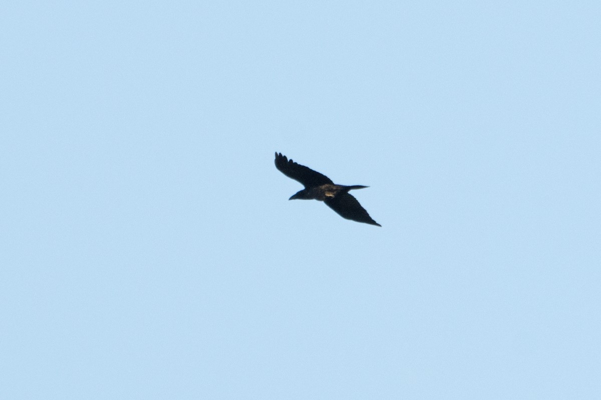 Common Raven - ML620817031