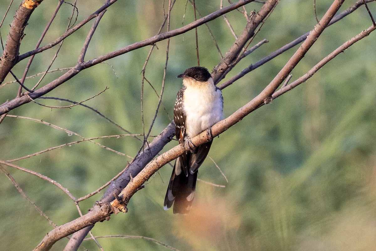 Great Spotted Cuckoo - ML620817035