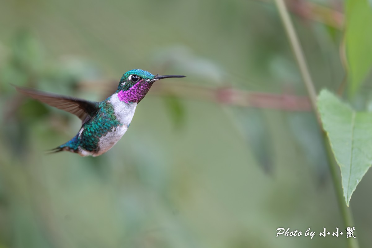 White-bellied Woodstar - ML620817039