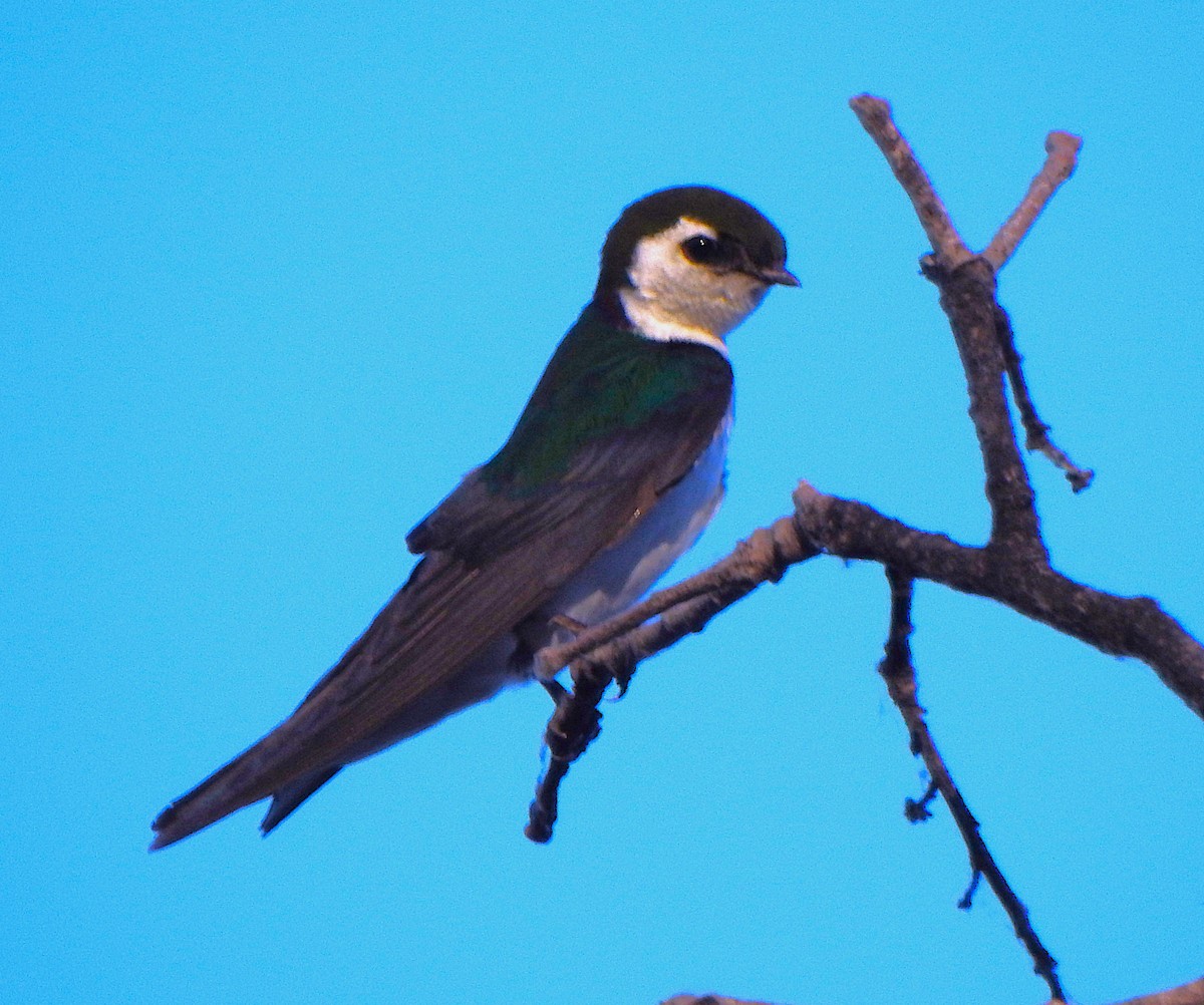 Violet-green Swallow - ML620817043