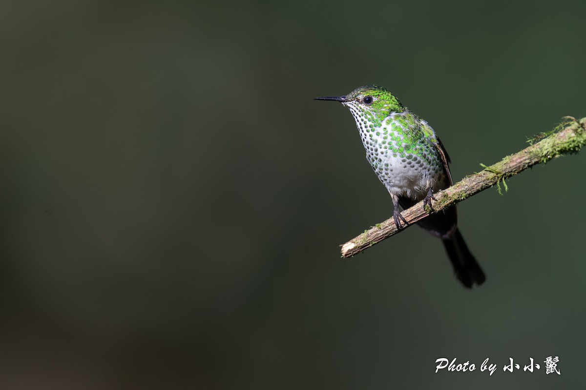 Colibrí Colilargo Menor - ML620817044