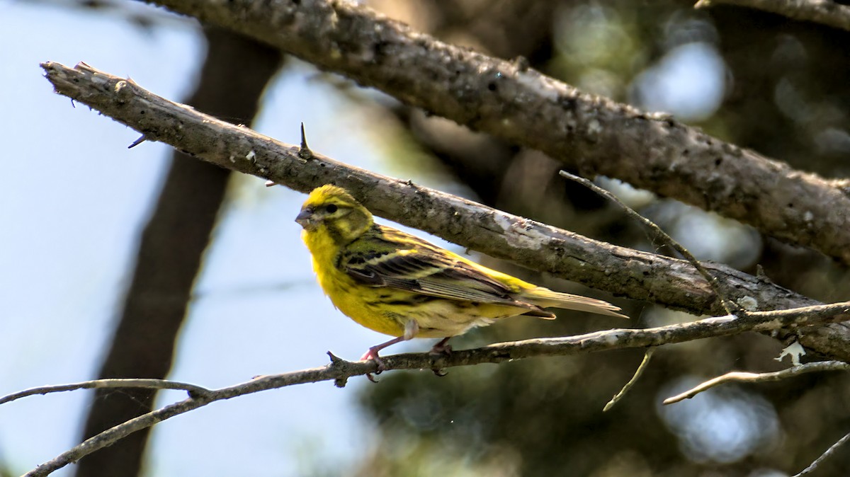 European Serin - Alain Retière