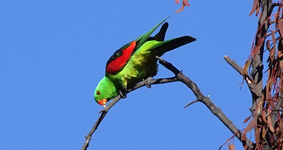 Red-winged Parrot - ML620817047