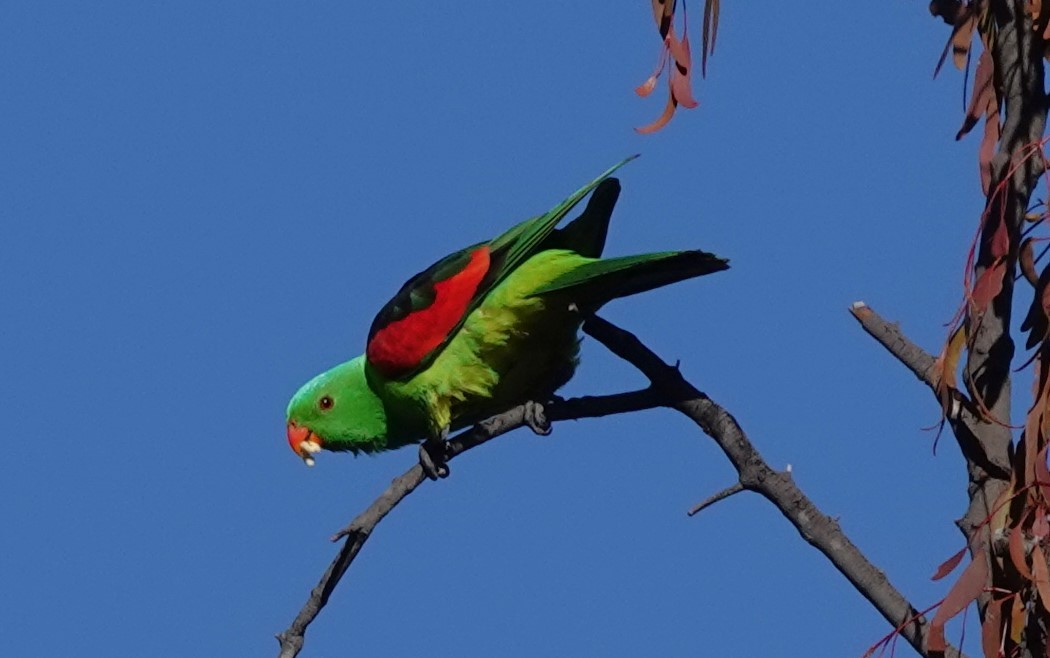 Red-winged Parrot - ML620817048