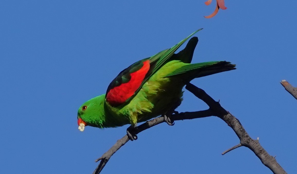 Red-winged Parrot - ML620817049