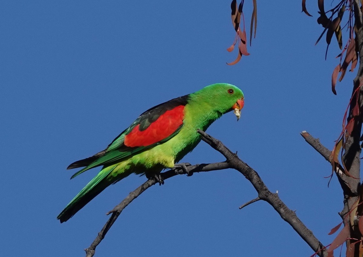 Red-winged Parrot - ML620817051