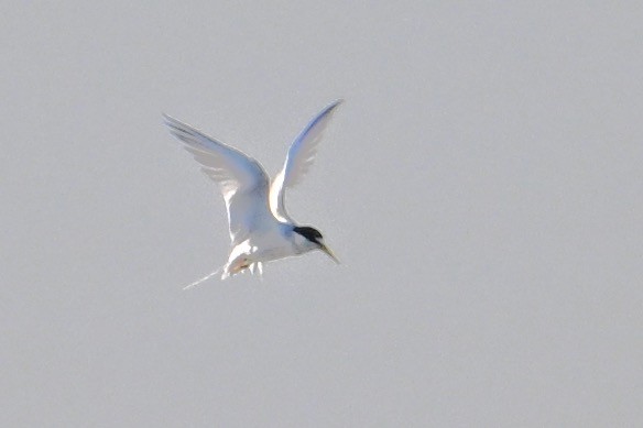 Least Tern - ML620817058