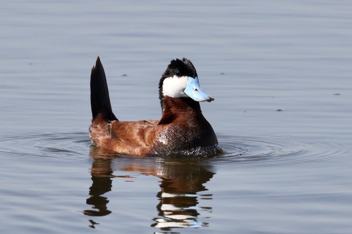 Ruddy Duck - Alice Church