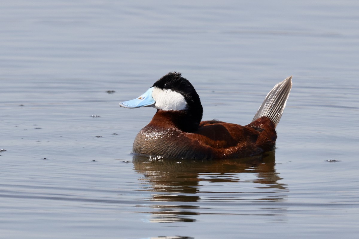 Ruddy Duck - ML620817065