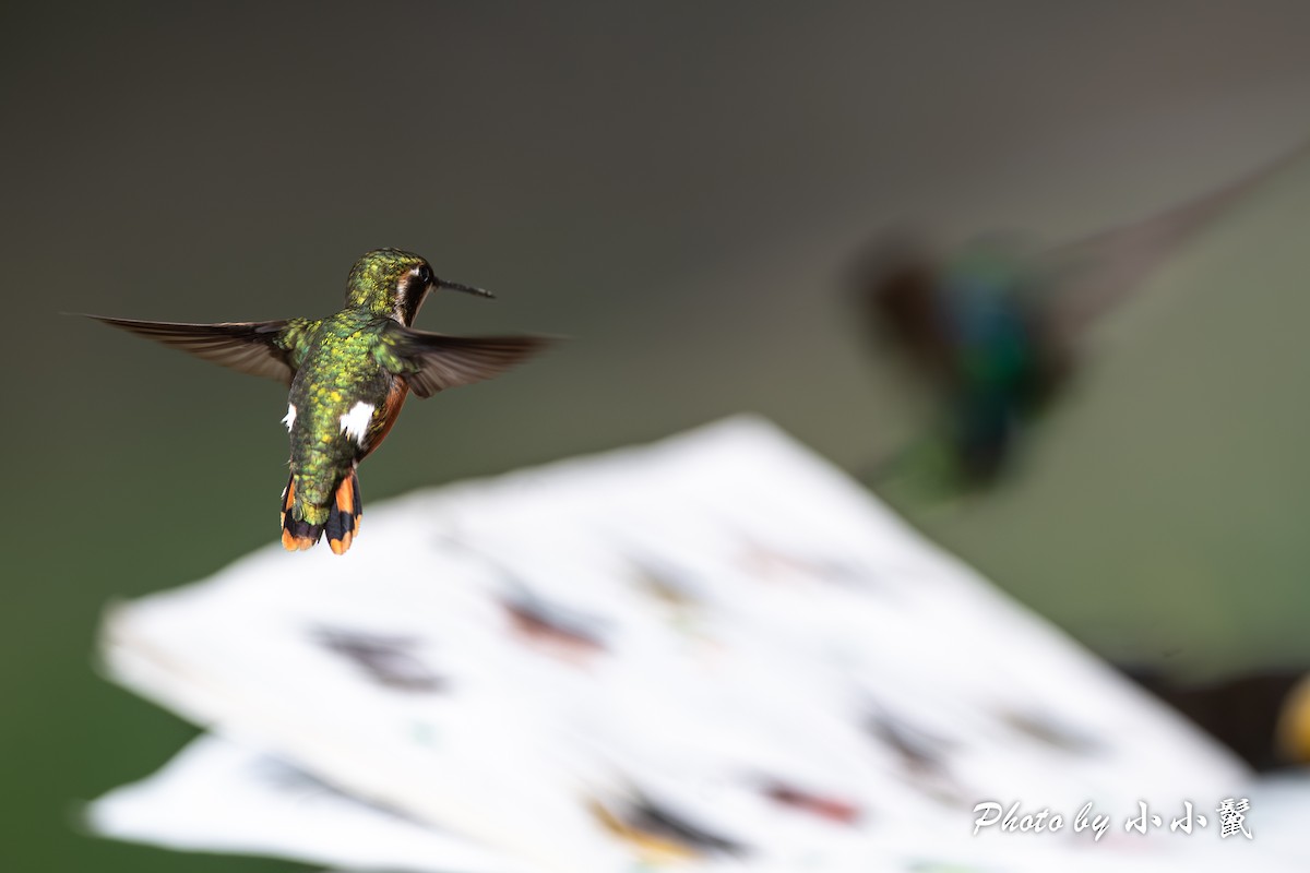 White-bellied Woodstar - ML620817066