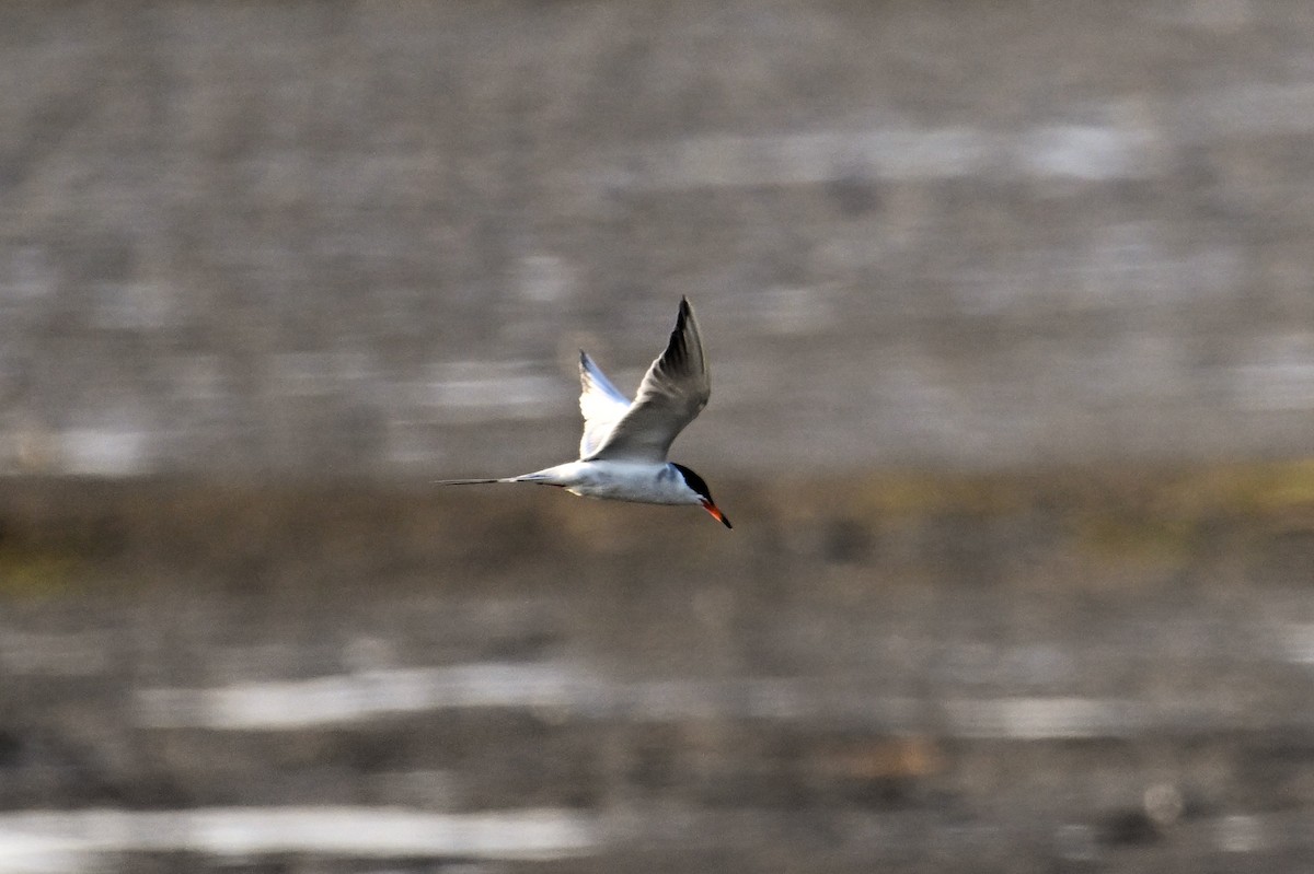 Forster's Tern - ML620817067