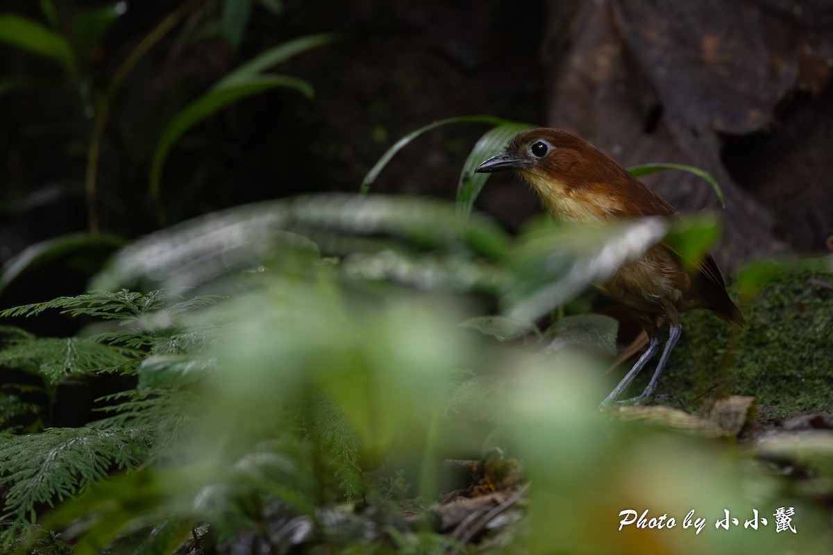 Yellow-breasted Antpitta - ML620817074