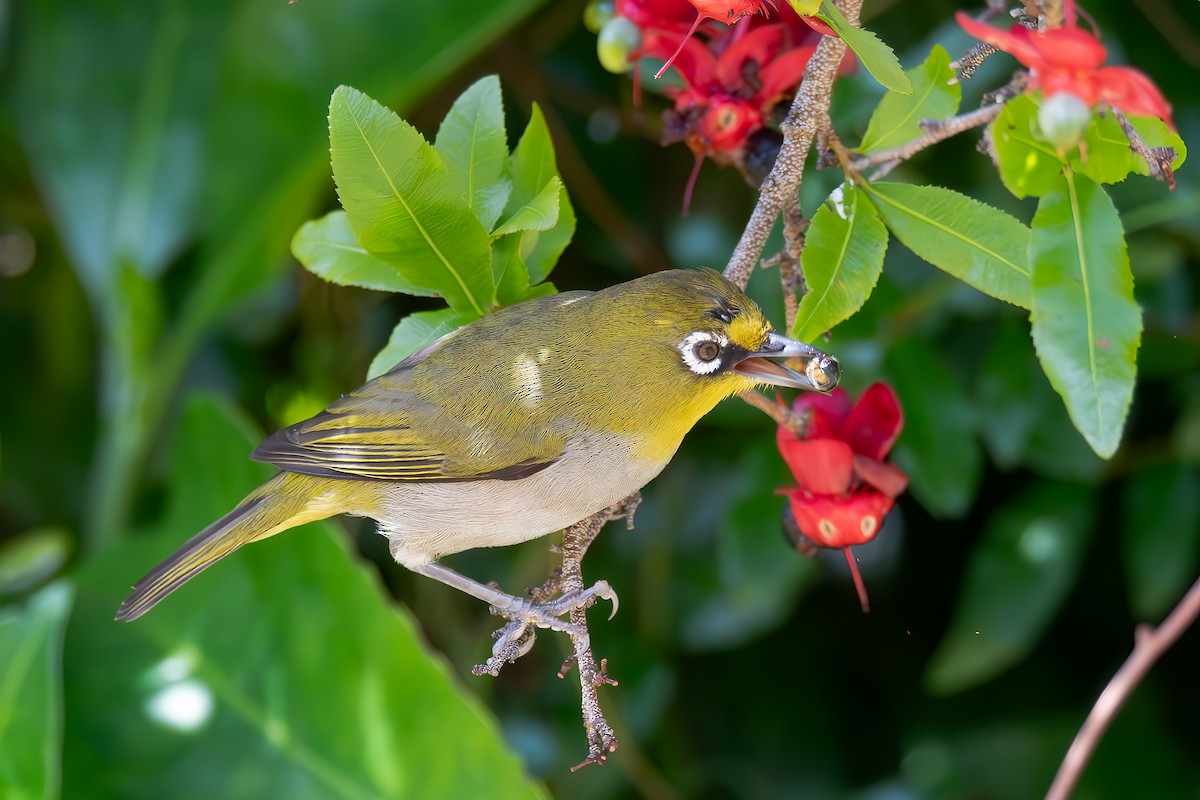 Cape White-eye - ML620817076