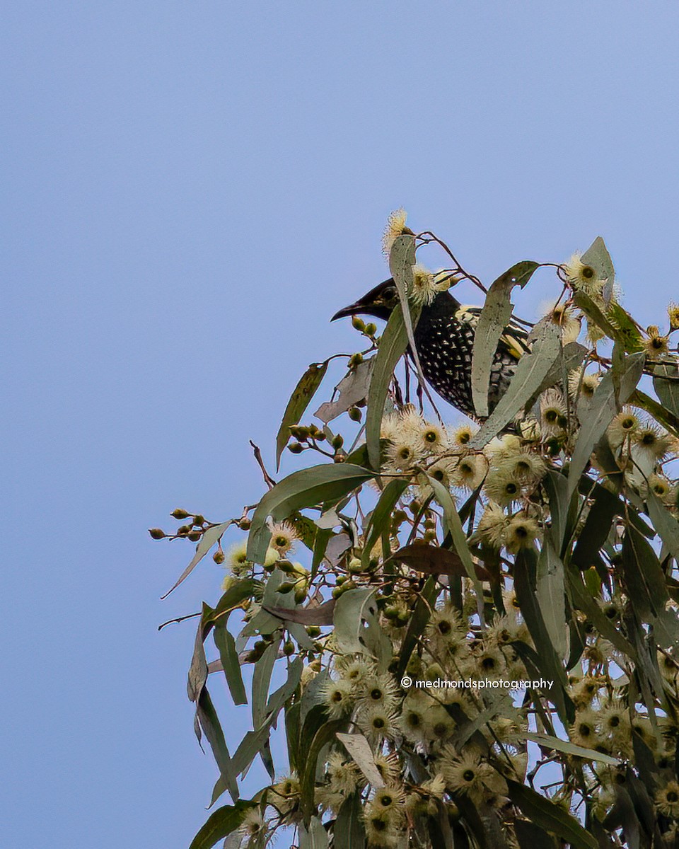 Regent Honeyeater - ML620817084