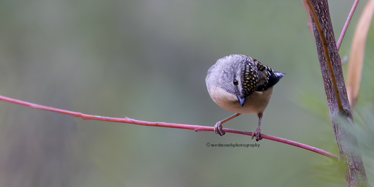 Spotted Pardalote - ML620817086