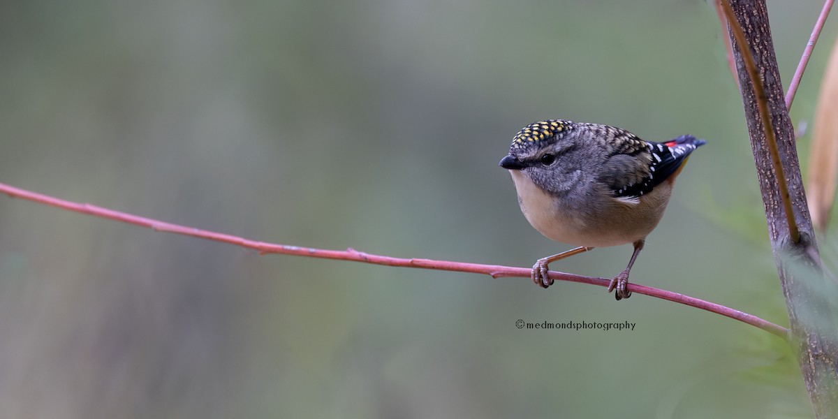 Spotted Pardalote - ML620817087