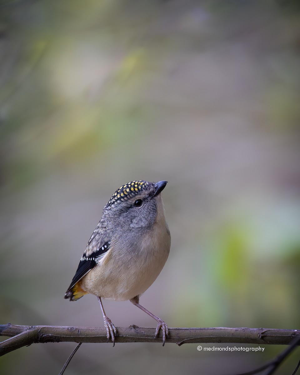 Spotted Pardalote - ML620817088