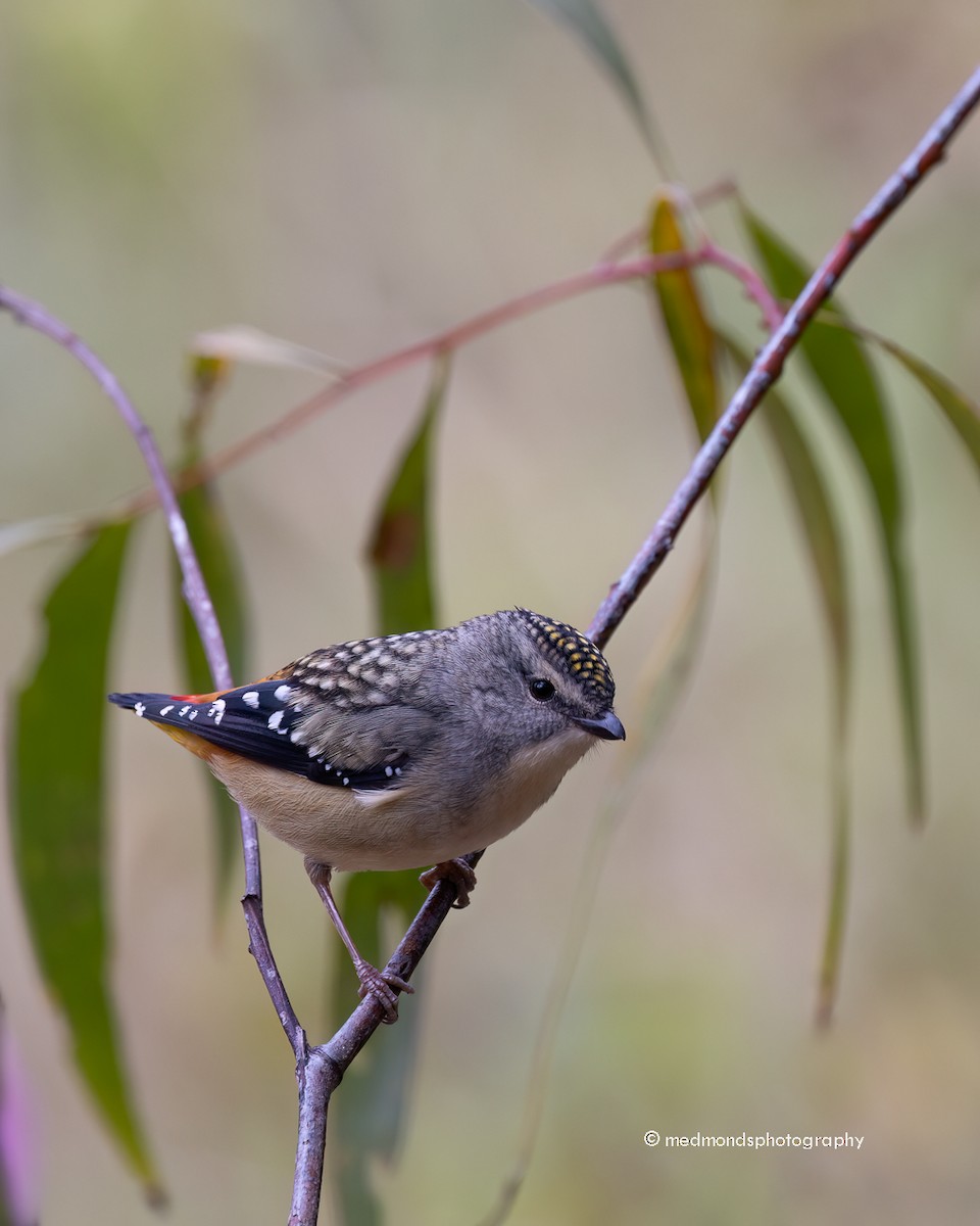 Spotted Pardalote - ML620817089