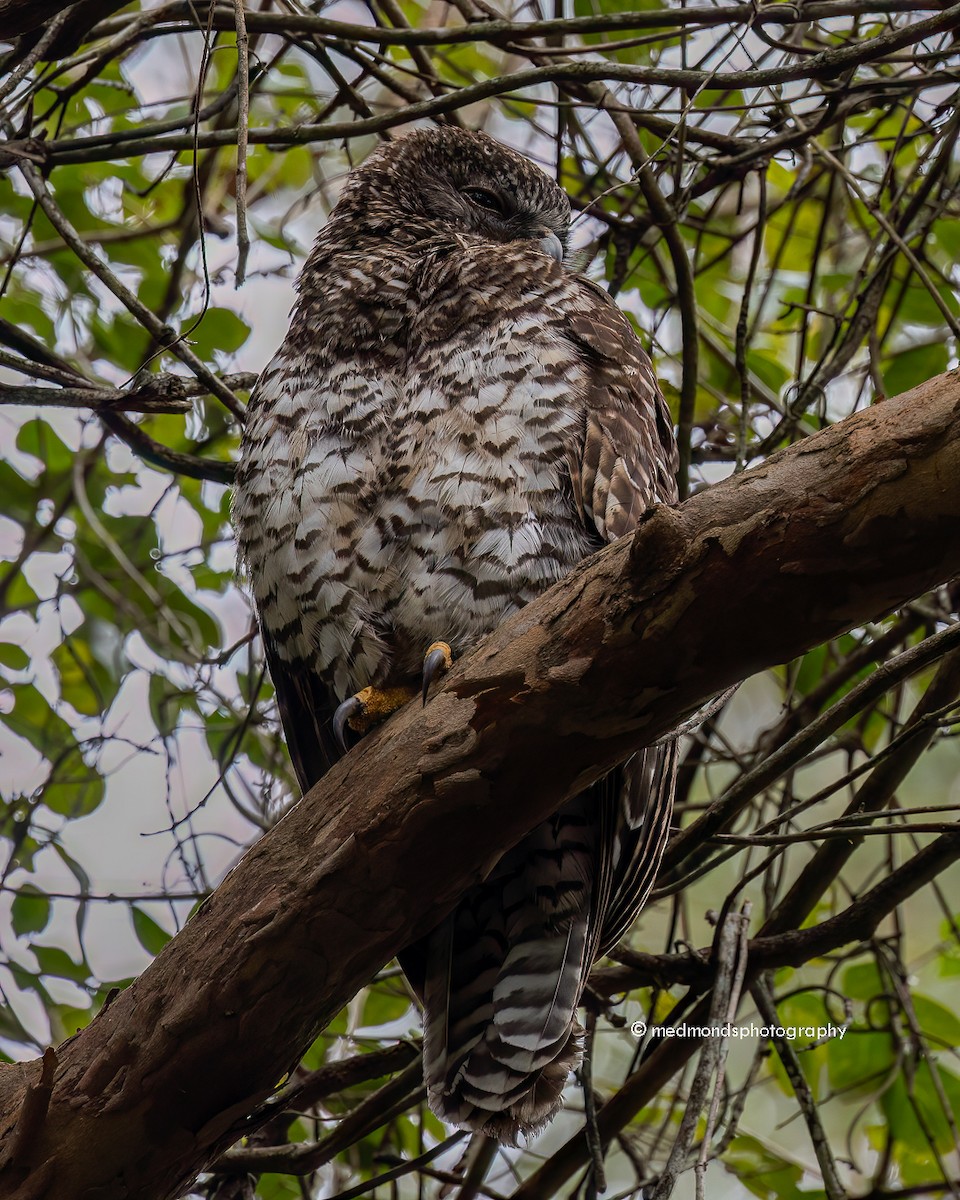 Powerful Owl - ML620817090