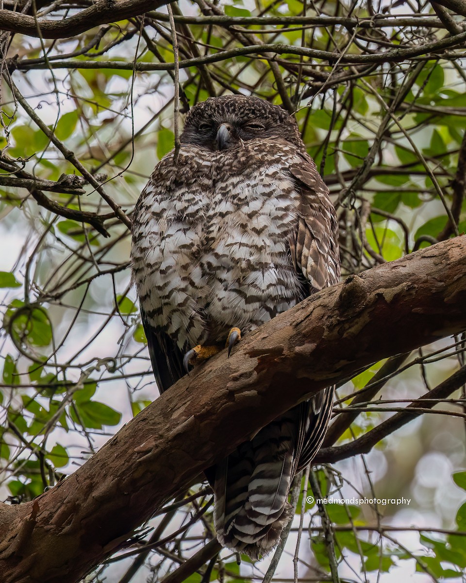 Powerful Owl - ML620817091