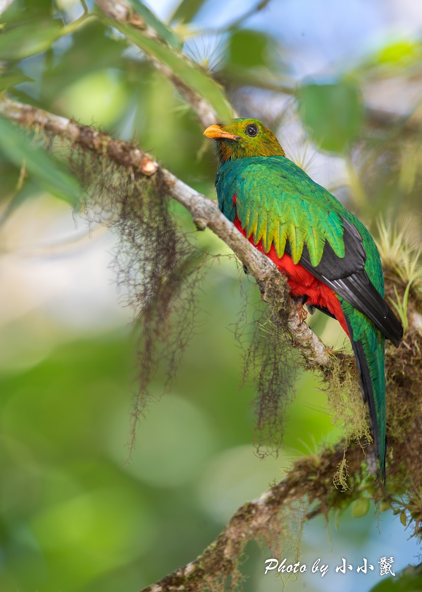 Golden-headed Quetzal - Hanyang Ye