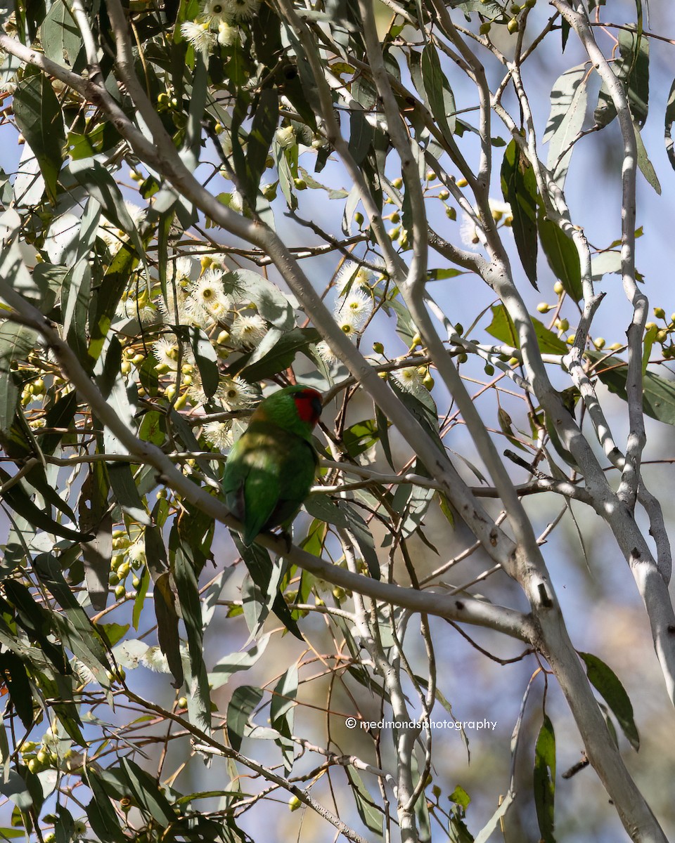 Little Lorikeet - ML620817093