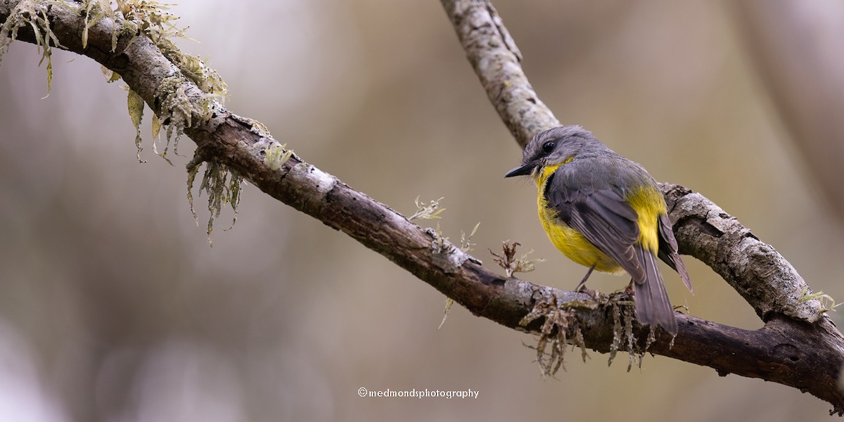 Eastern Yellow Robin - ML620817095