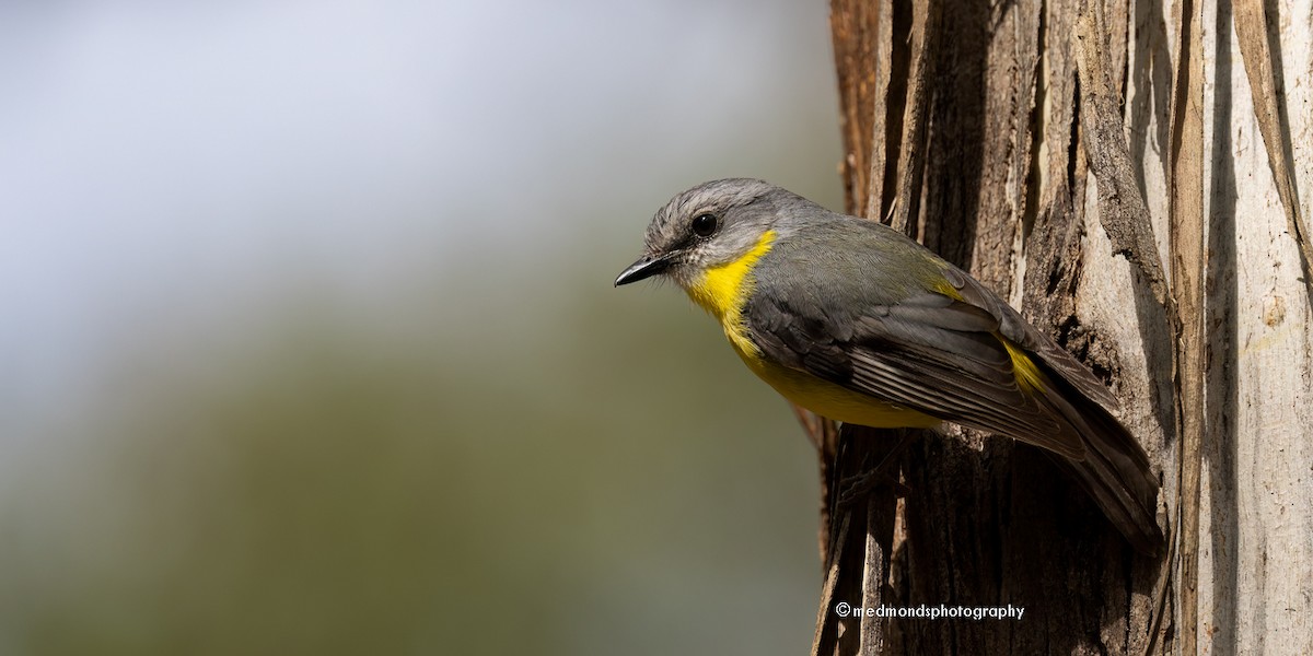 Eastern Yellow Robin - ML620817096