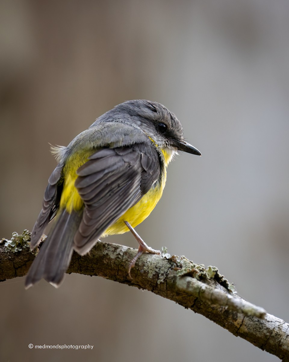 Eastern Yellow Robin - ML620817097