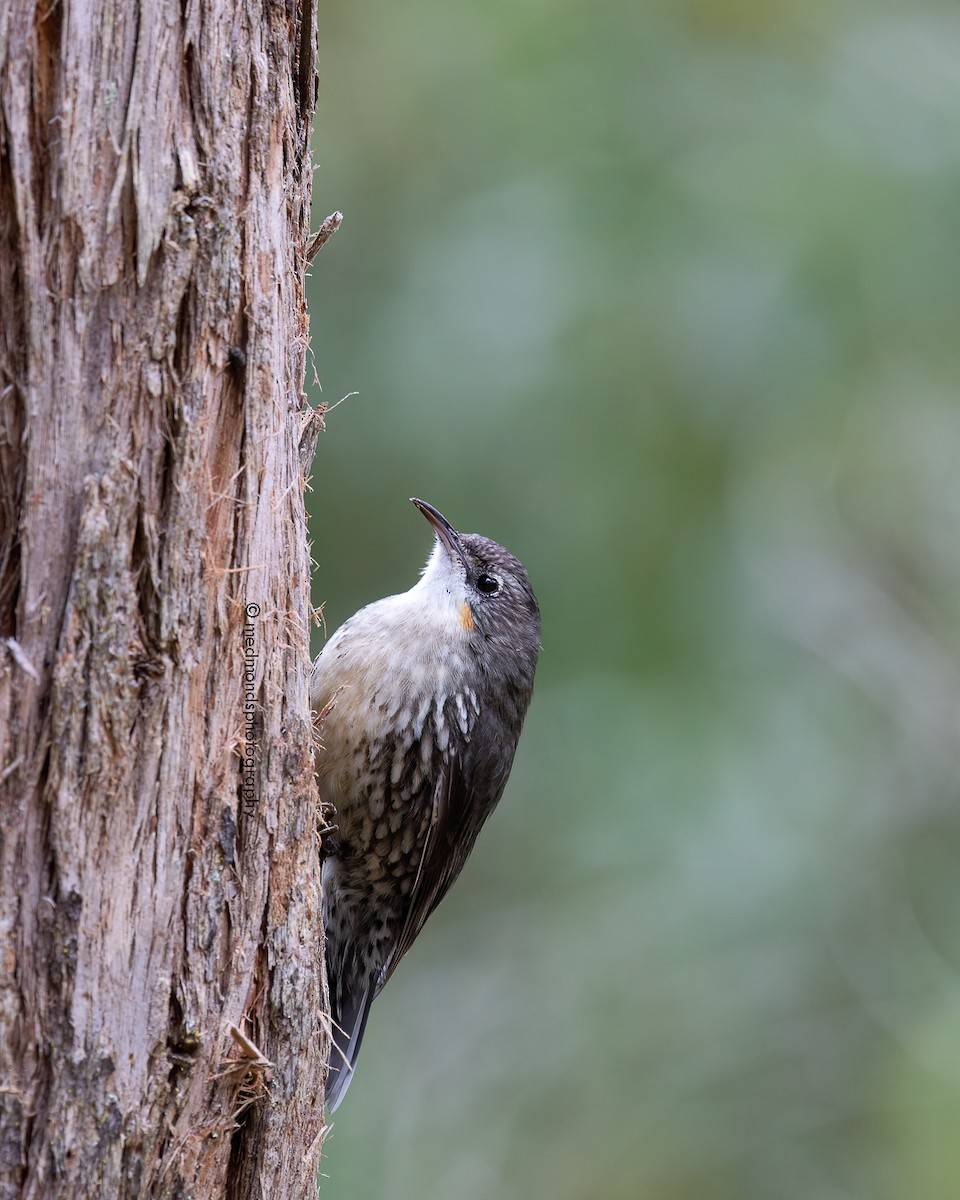 White-throated Treecreeper - ML620817102