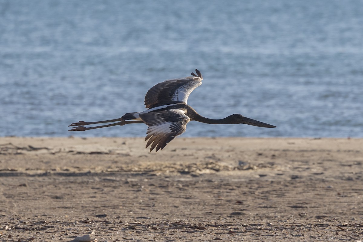 Black-necked Stork - ML620817107