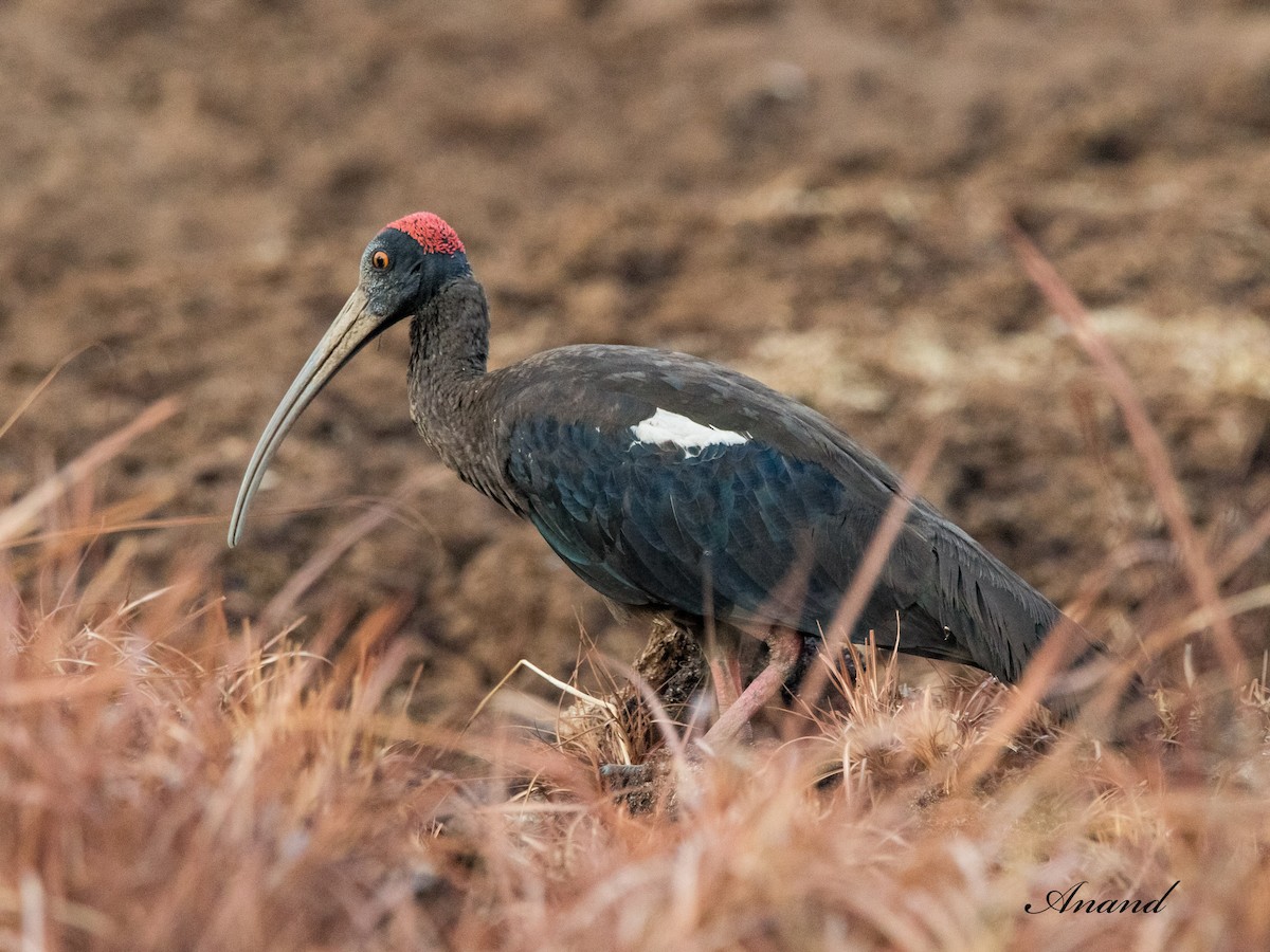 ibis bradavičnatý - ML620817109