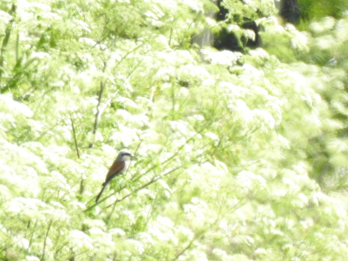 Red-backed Shrike - ML620817110