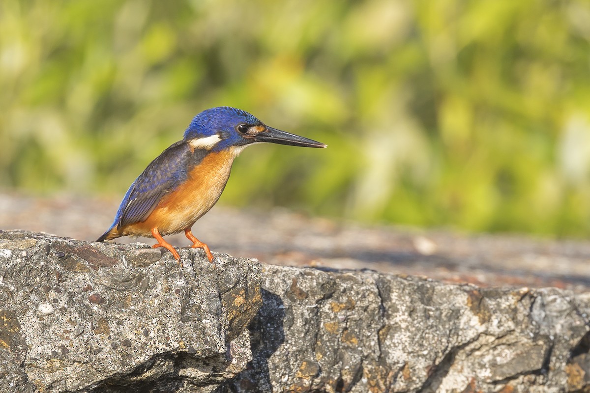 Azure Kingfisher - ML620817112