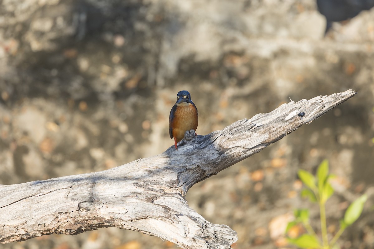 Azure Kingfisher - ML620817113