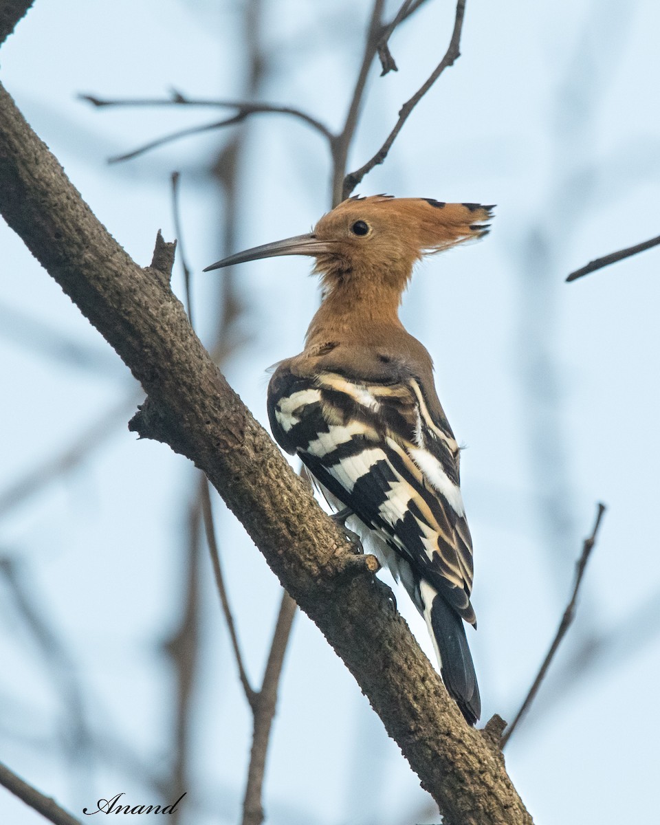 Eurasian Hoopoe - ML620817114