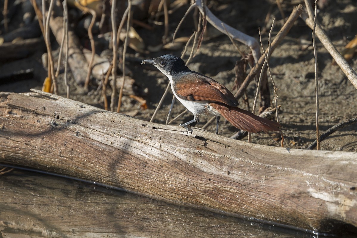 Shining Flycatcher - ML620817117