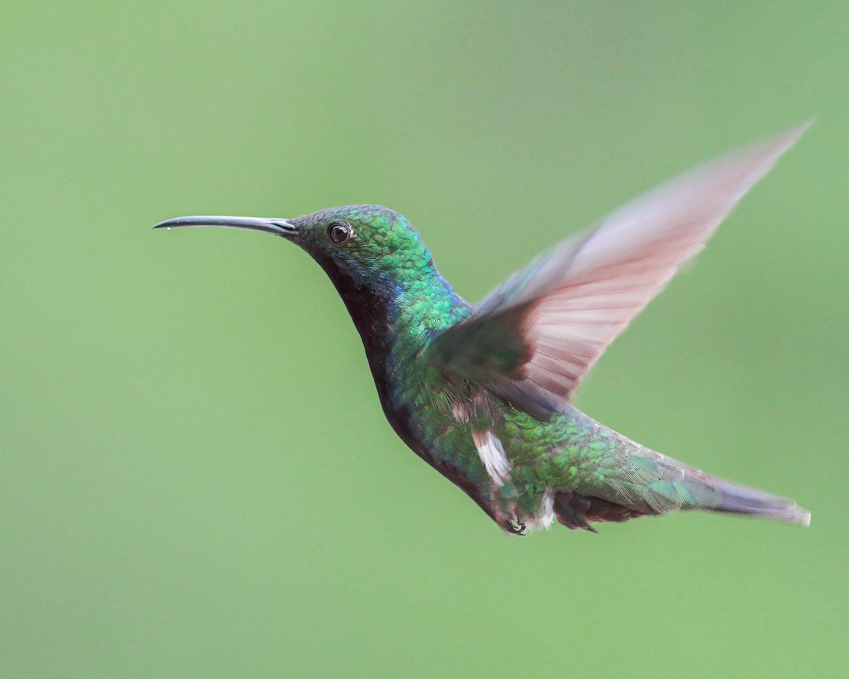 Black-throated Mango - ML620817119