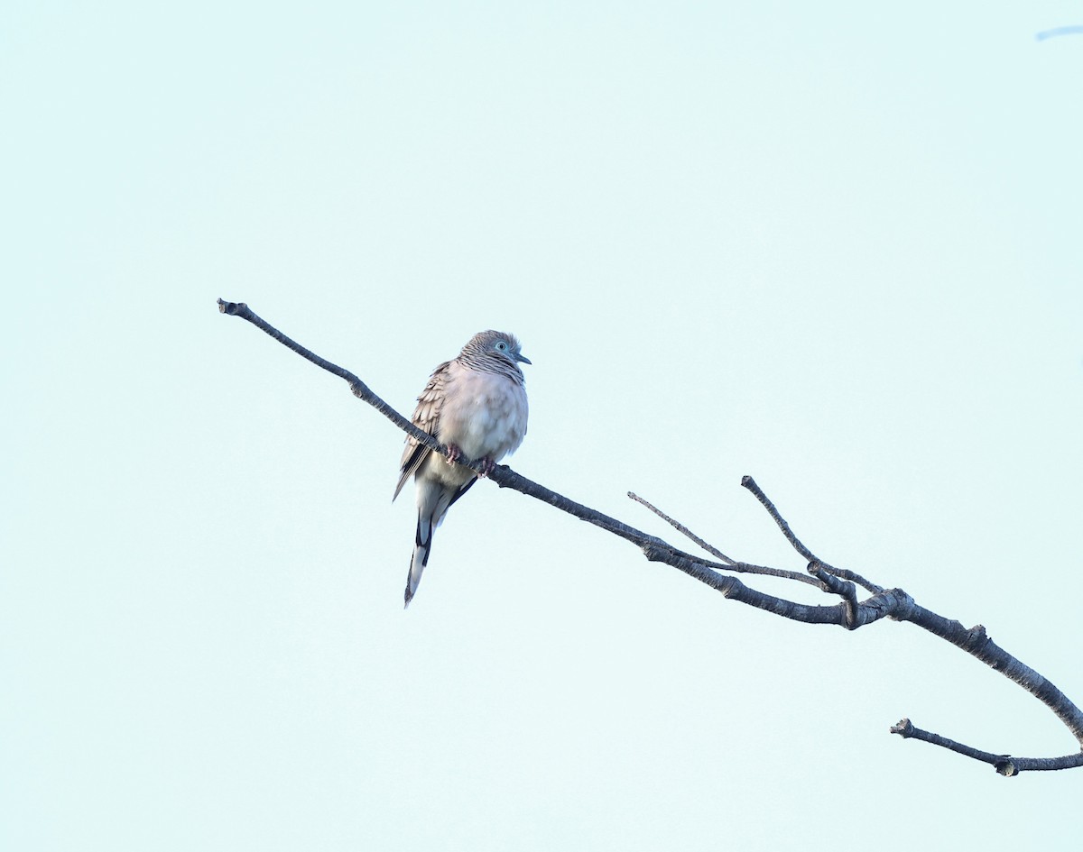 Peaceful Dove - ML620817121