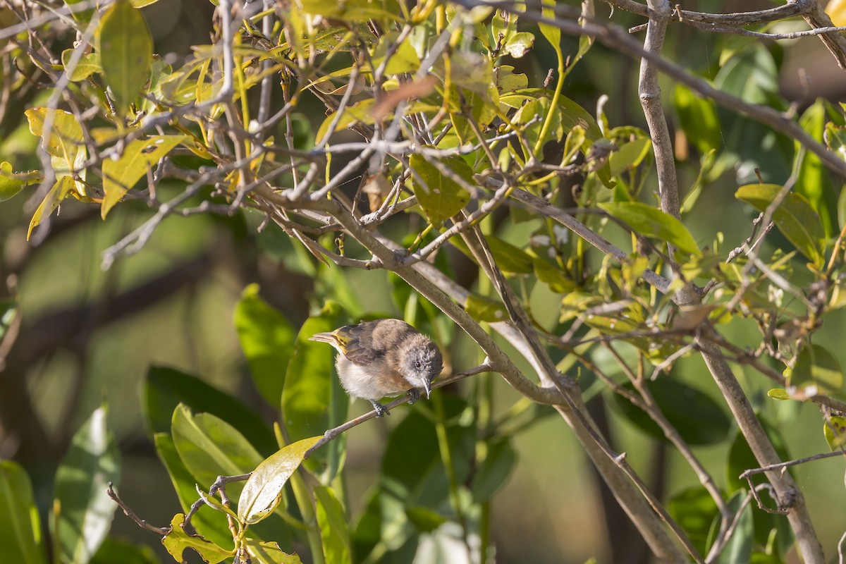 Rufous-banded Honeyeater - ML620817127