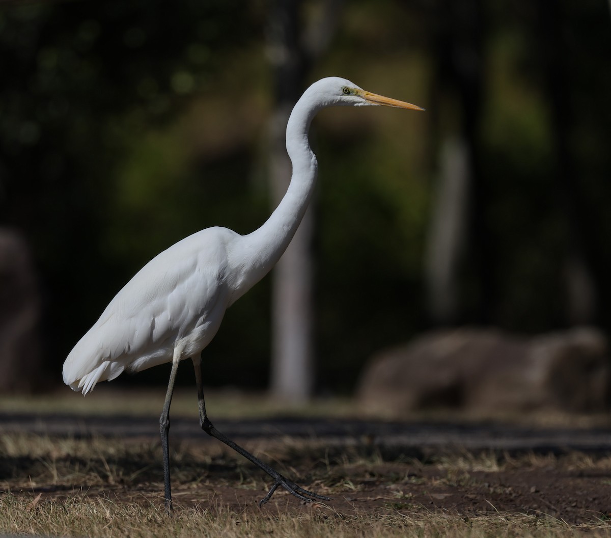 Great Egret - ML620817130